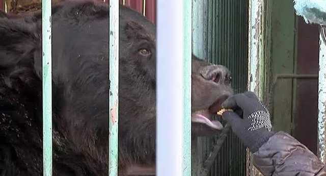 В День медведя уссурийские косолапые получили фрукты на завтрак
