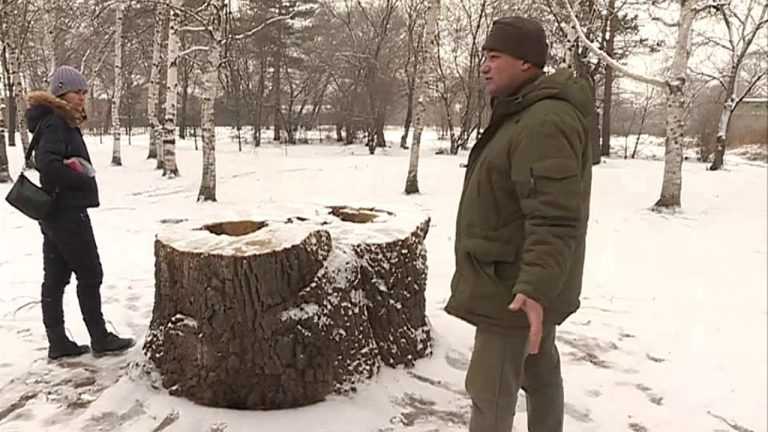 В Суворовском парке исчезают деревья