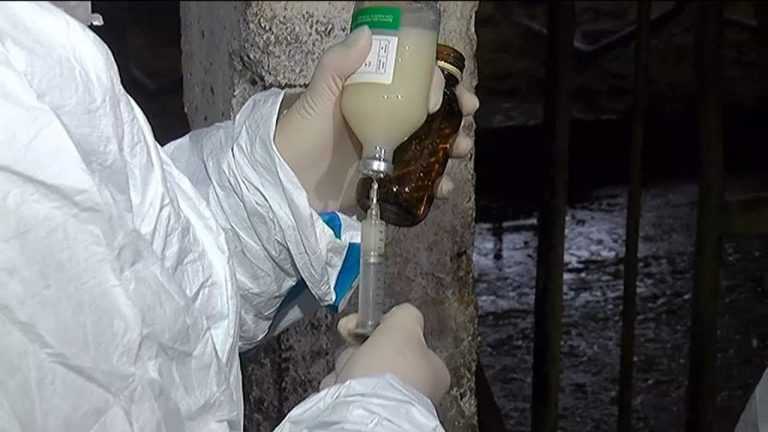 Парнокопытный скот спасают от смертельного вируса в Приморье