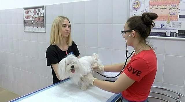 «Есть дело!» Хочу работать ветеринаром