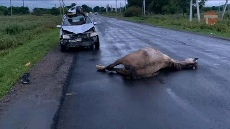 ДТП с участием машины и лошади произошло сегодня рано утром в Борисовке