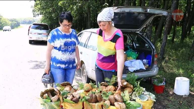 Грибники переживают за низкий урожай
