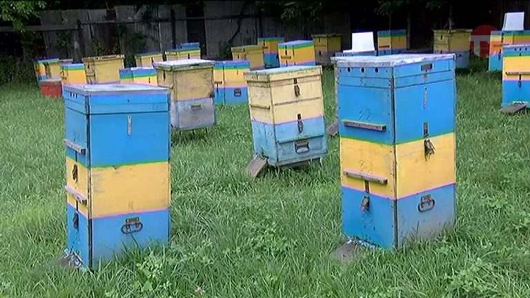 Пчеловоды Уссурийска на экваторе сезона сбора мёда