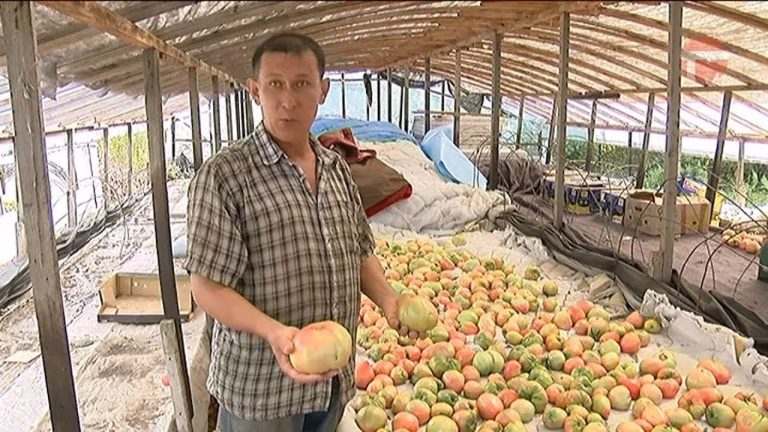 Сезон сбора урожая. Тонкости выращивания овощей от фермера из Борисовки