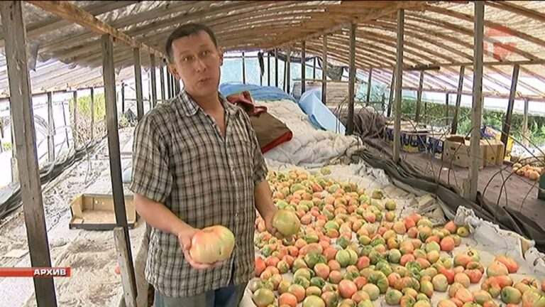 Круглый стол по вопросам страхования аграриев провели в поселке Тимирязевском