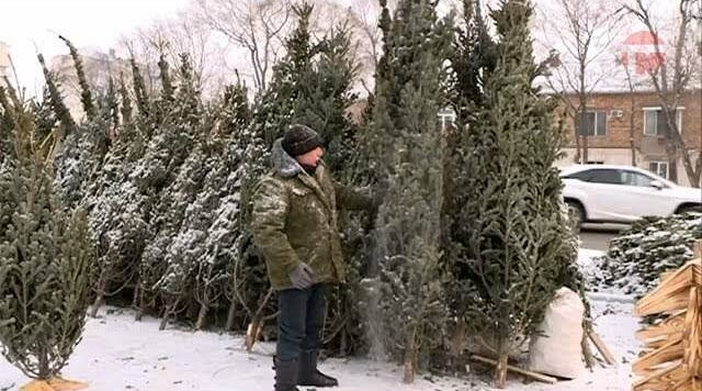 Ёлки в городе. Где? Какие? Почём?