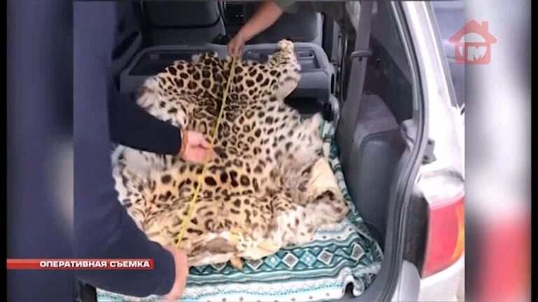 За хранение шкуры дальневосточного леопарда предстанет перед судом житель Воздвиженки