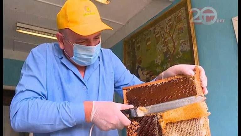 Цветочный мёд начали качать пасечники Уссурийска
