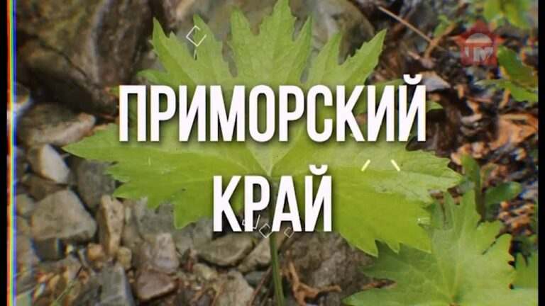 «Форэст дамп». Уссурийская тайга