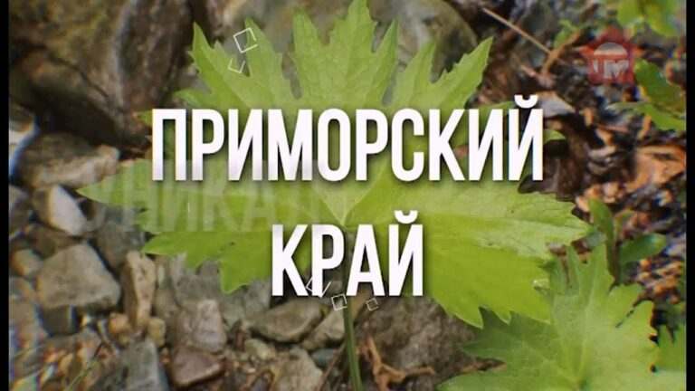 Форэст Дамп. Мониторинг пожаров и наука