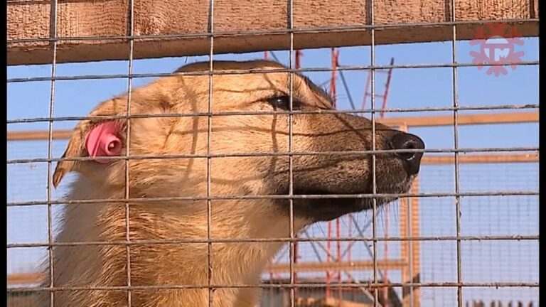 Бродячие собаки стали нападать на людей в Уссурийске