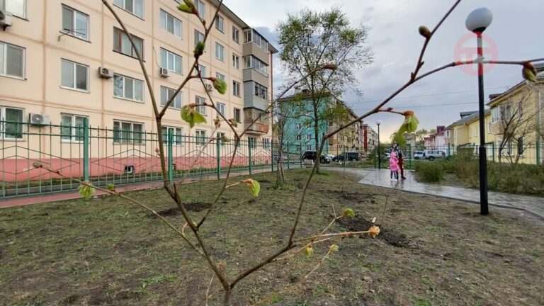 Акция «Дерево памяти» стартовала в Уссурийске