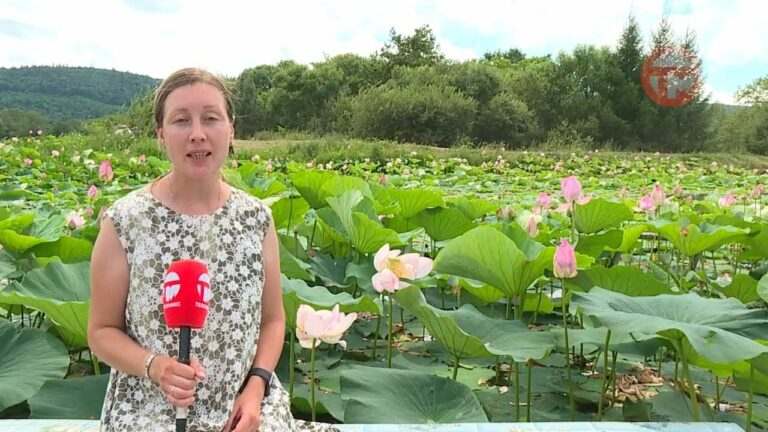Лотосы украсили водоёмы округа