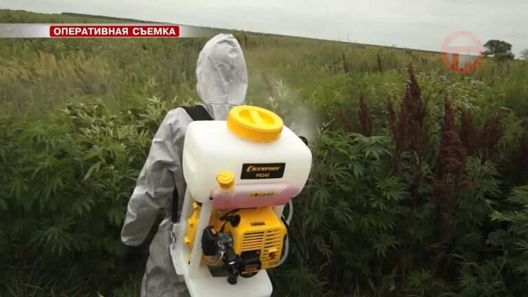 Сто двадцать очагов дикорастущей конопли уничтожены в Приморском крае