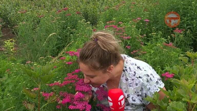 В проекте Город-Сад появился новый герой — парк ландшафтного дизайна «Зеленый город»