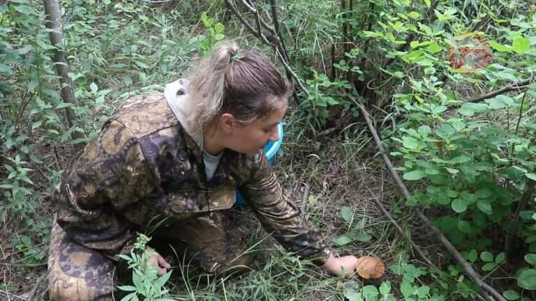 Хорошим урожаем грибов хвастаются приморцы