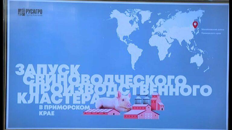 Свинина от местного производителя появится на прилавках магазинов уже в начале следующего года