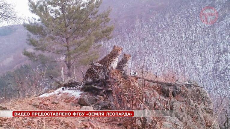 Национальный парк «Земля леопарда» сегодня отмечает десятилетие