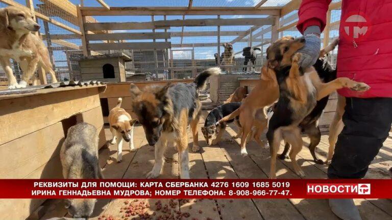 Помочь животным. Приют для собак в Новоникольске остро нуждается в корме