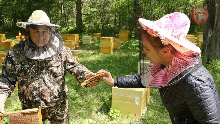 День пчел отмечают сегодня по всему миру