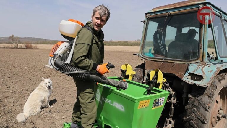 Органический картофель будут выращивать в Уссурийском округе