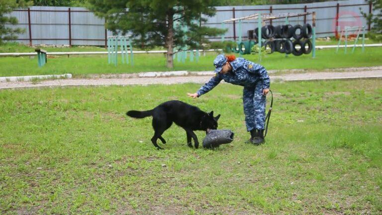 День кинологической службы сегодня отмечают в нашей стране