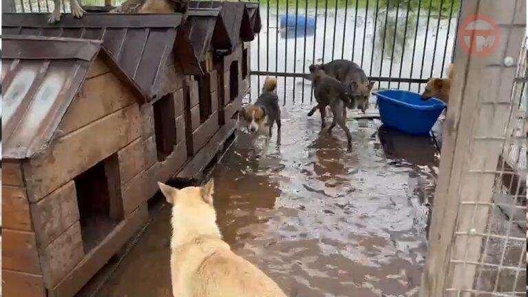 Большая вода пришла в приют для бездомных животных в Новоникольске