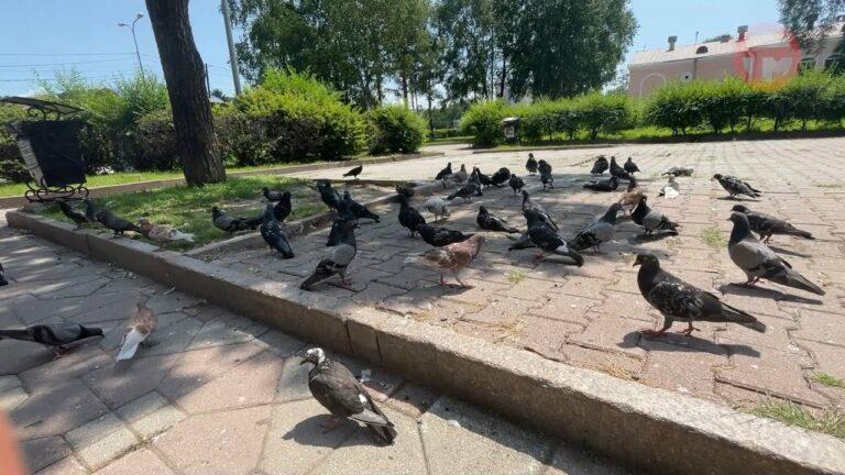 Брусчатку и тротуары моют в центре города