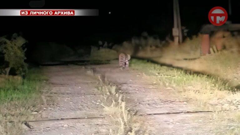 Леопард держит в страхе жителей Красного Яра