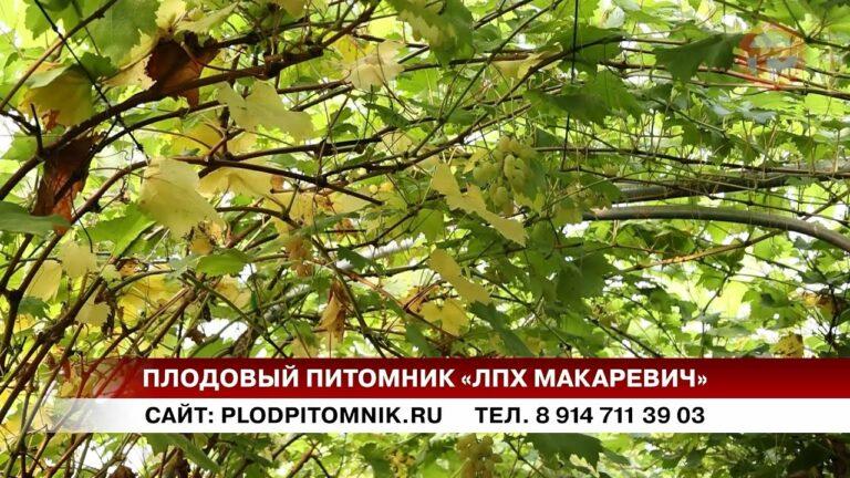 В Приморье сняли урожай винограда
