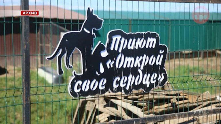 Зооволонтерством занимается молодежь Уссурийска