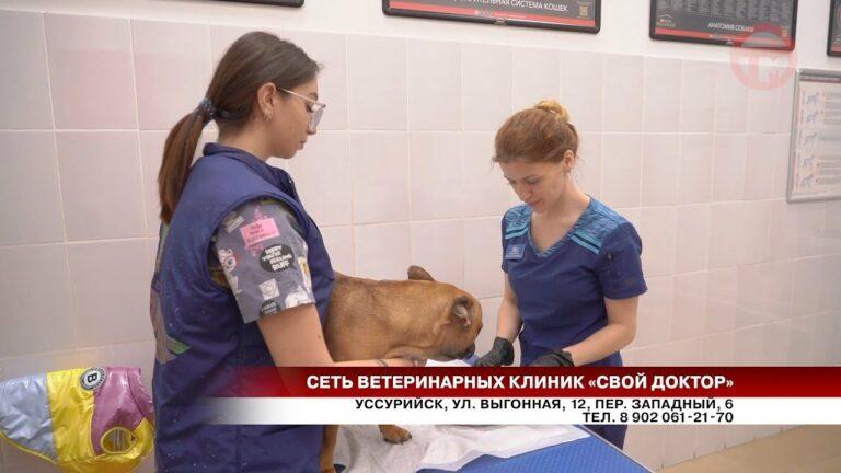 Акцию по чипированию собак провел подрядчик по отлову безнадзорных животных