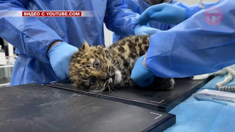 Двух детенышей леопарда осмотрели эксперты в Центре реабилитации