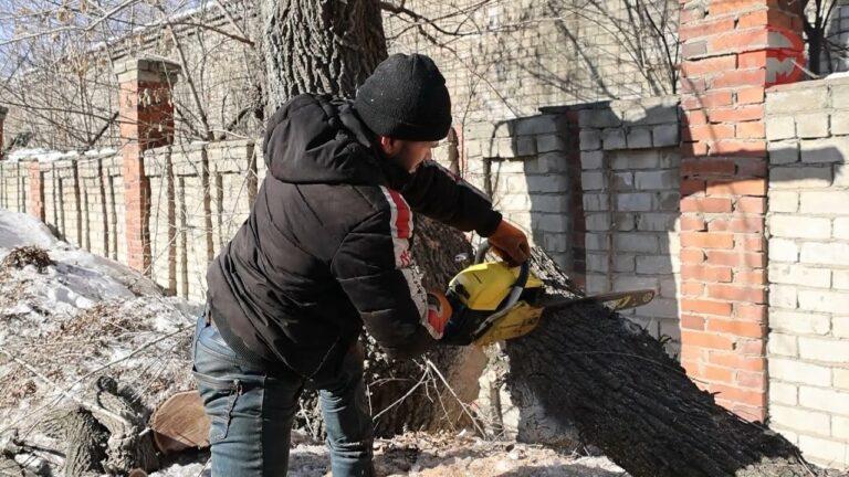 В нашем городе проводят санитарную обрезку деревьев