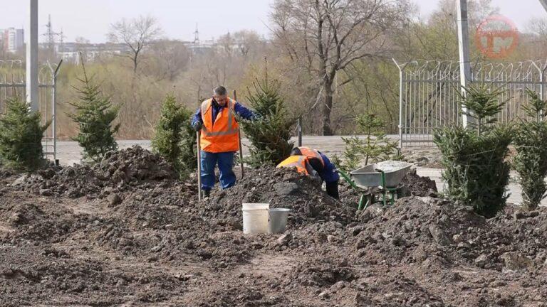 80 ёлок и 200 кустарников высадили сегодня сотрудники «Тепловых сетей»
