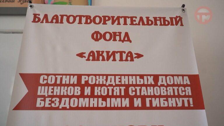 Стерилизация животных за полцены — благотворительный фонд «Акита» запустил акцию в нашем городе