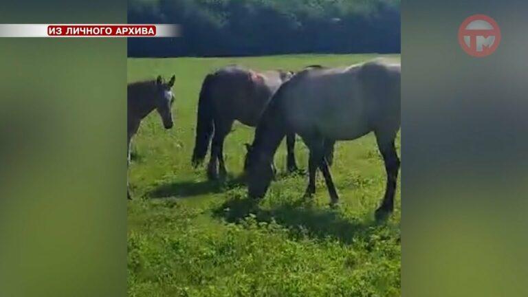 Сегодня ночью тигр напал на лошадь в Яконовке