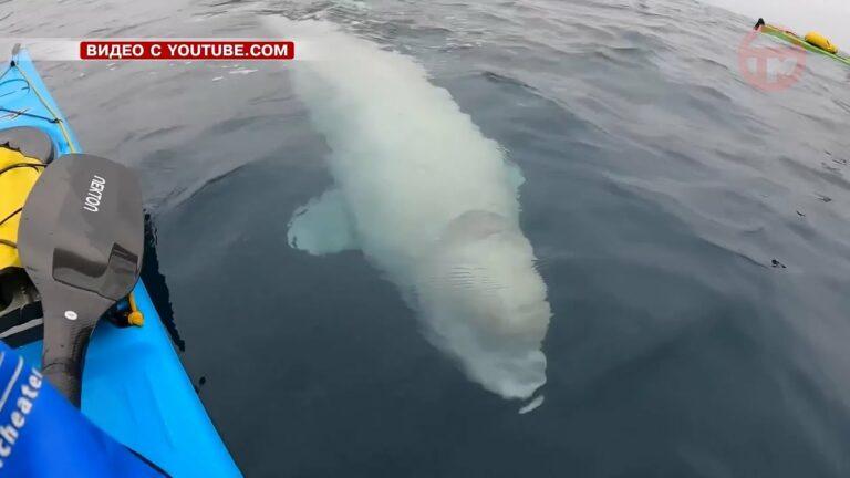 Житель Приморья встретил белух во время морской прогулки на сапе