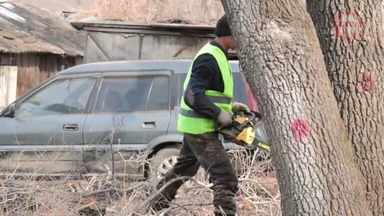 В Уссурийске начали сезонную обрезку деревьев