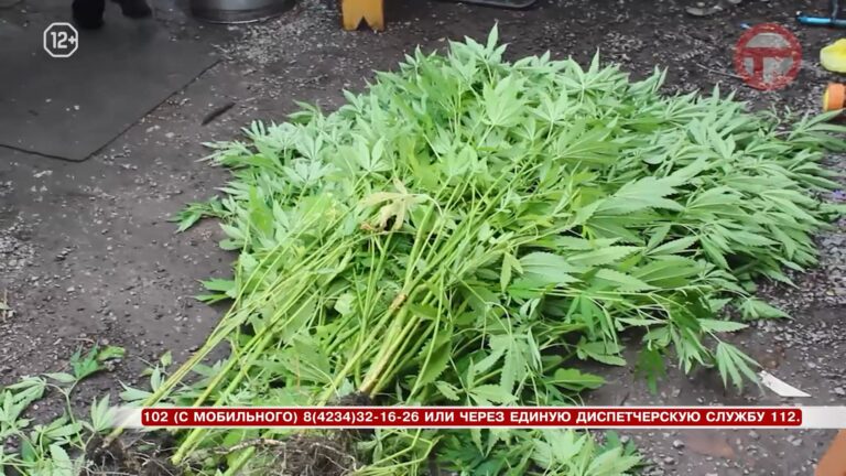 В частном секторе горожане выращивали коноплю