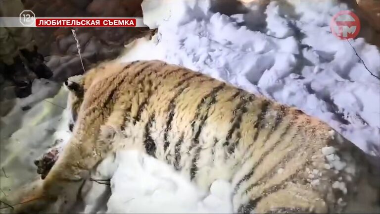 Тигра — людоеда застрелили в Дальнереченском районе