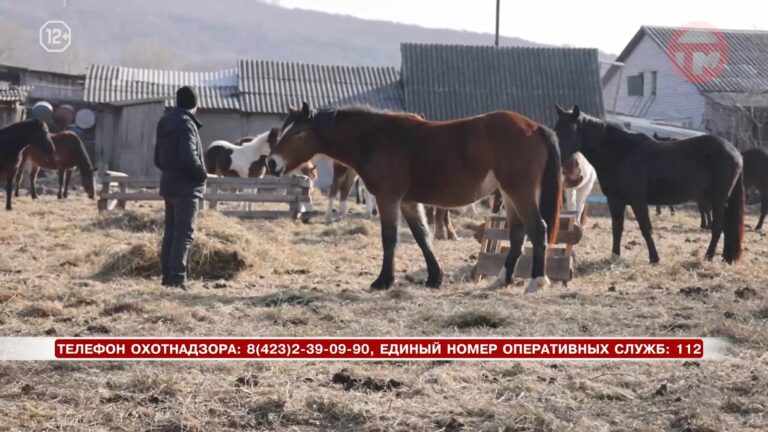 Еще одна лошадь стала жертвой тигра в Яконовке