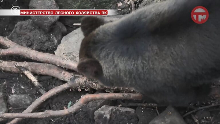 В Приморье пришла настоящая весна, медведи начали просыпаться после зимней спячки