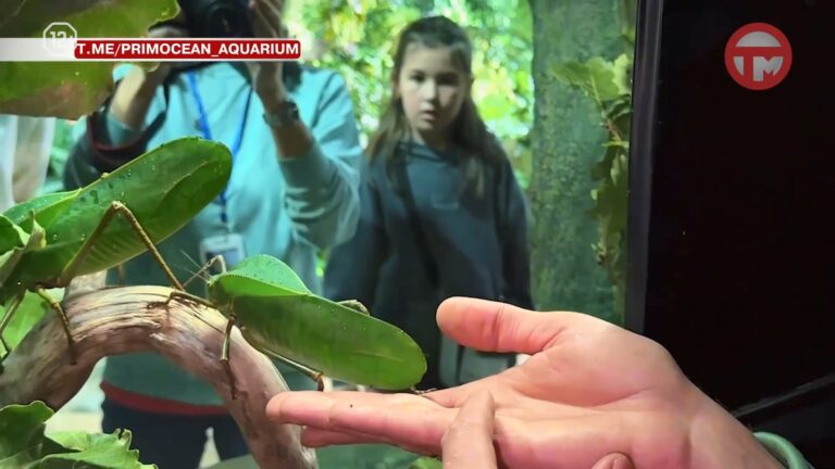 Новости из Приморского океанариума. Там появился самый большой в мире кузнечик.