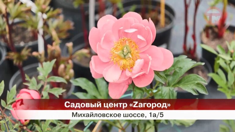 🌿 МАСШТАБНЫЙ САДОВЫЙ ФЕСТИВАЛЬ ПРОЙДЕТ В ЭТИ ВЫХОДНЫЕ! 🌿