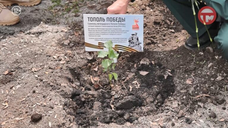 Тополь Победы появился в Уссурийске