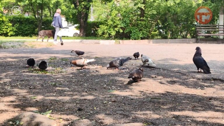 Предстоящая неделя обещает быть довольно комфортной для начала лета