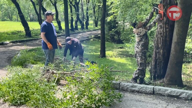 В парке «Зелёный остров» загудели пилы
