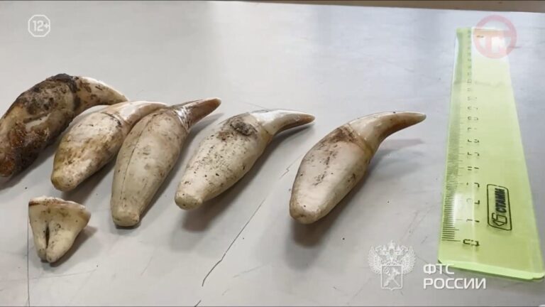 Клыки хищника обнаружили в кармане у туриста на посту Уссурийской таможни