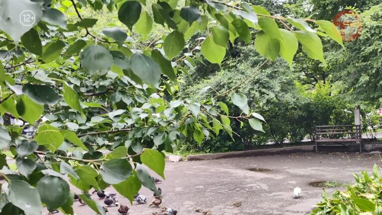 Жара возвращается в Уссурийск